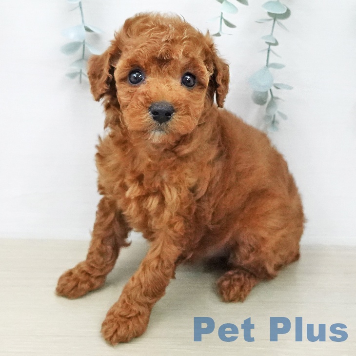 トイ・プードルの写真2