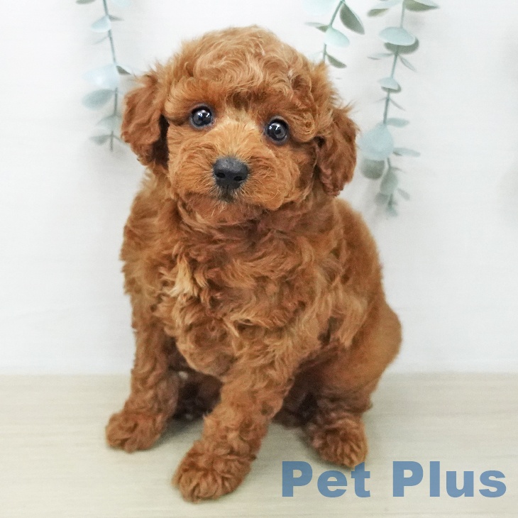 トイ・プードル