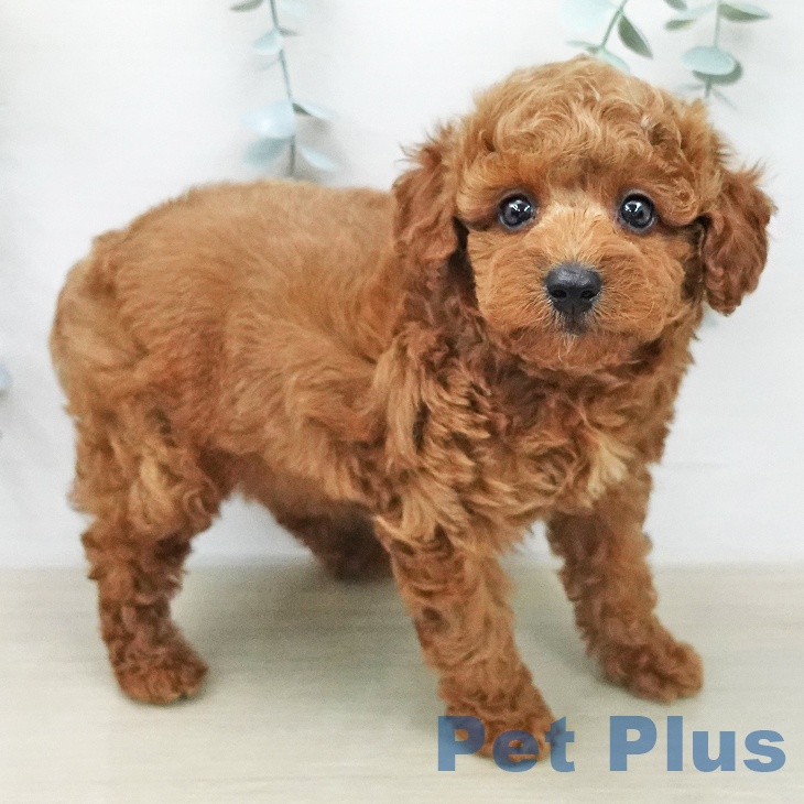 トイ・プードルの写真2