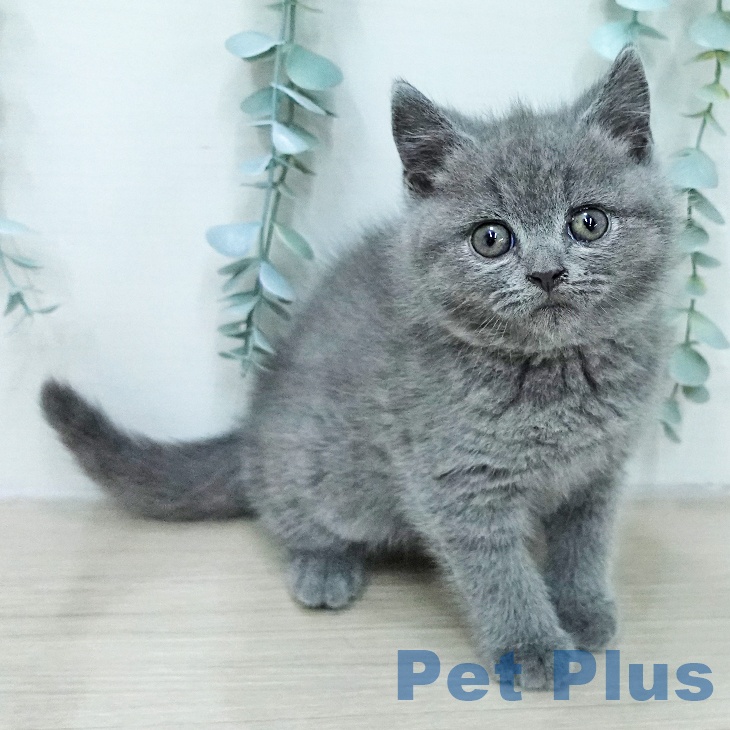 ブリティッシュショートヘア