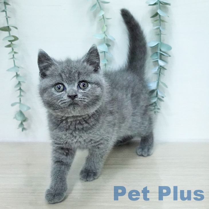 ブリティッシュショートヘアの写真2