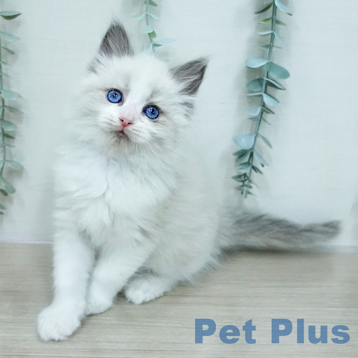 ラグドールの写真2