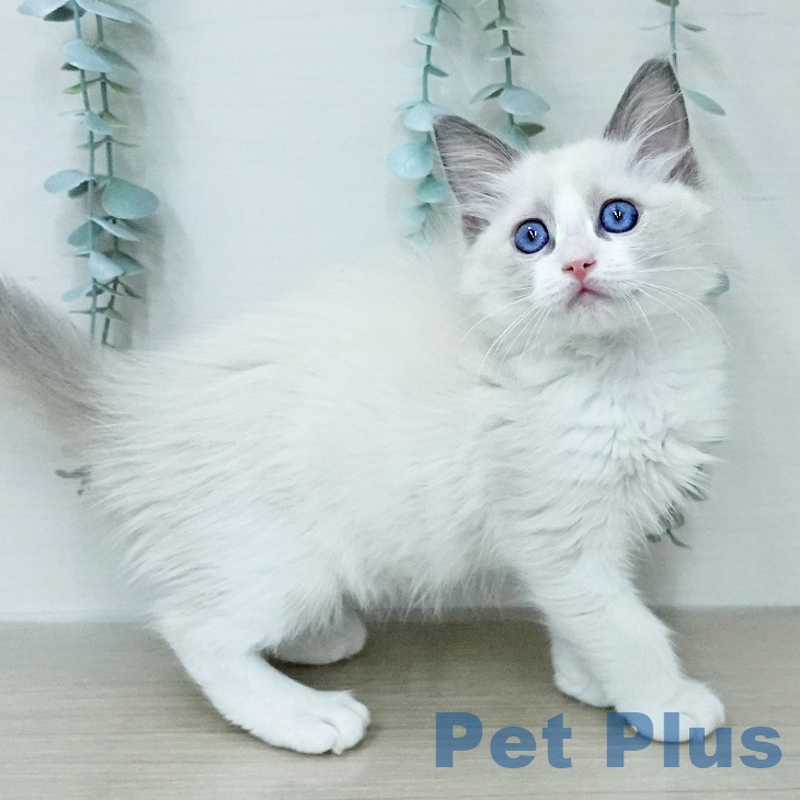 ラグドールの写真2