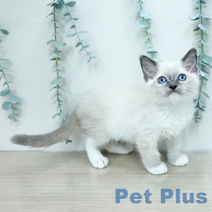 ラグドールの写真2