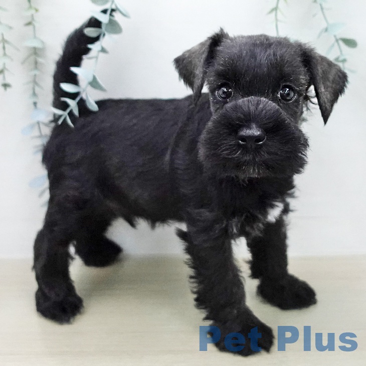 ミニチュア・シュナウザーの写真2