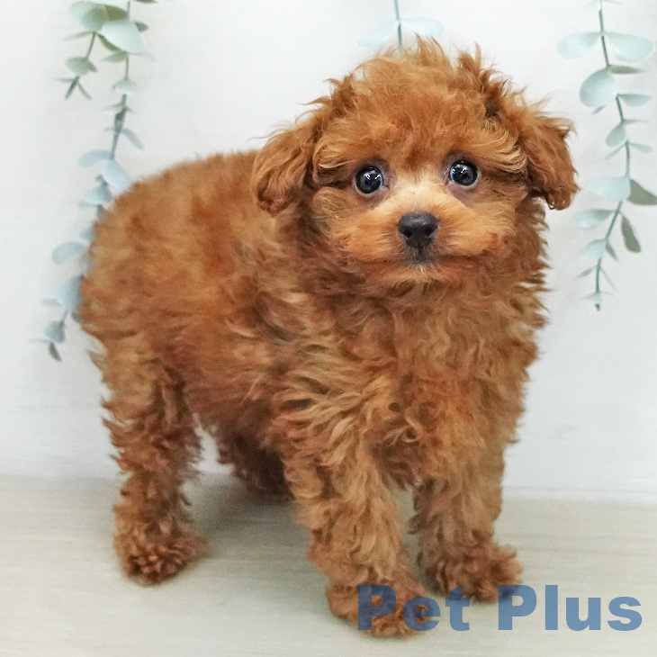 トイ・プードル