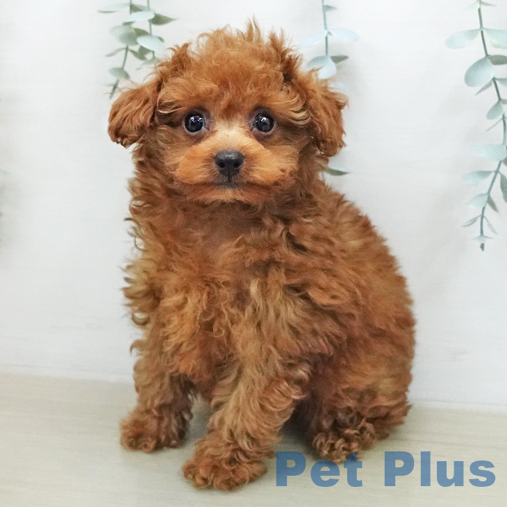 トイ・プードル