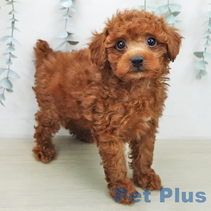 トイ・プードル