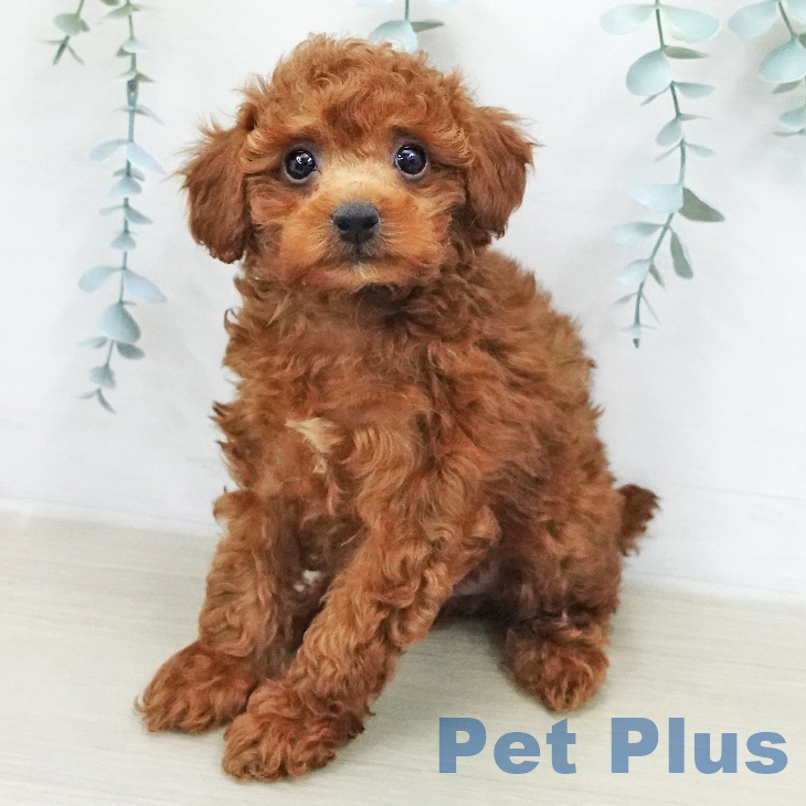 トイ・プードル