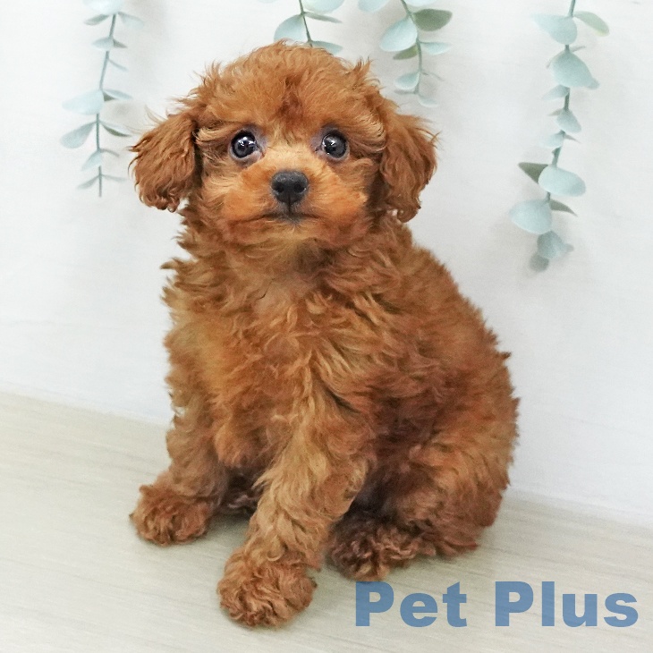 トイ・プードル