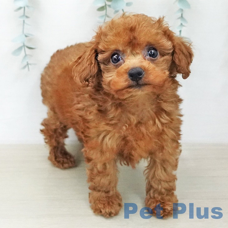 トイ・プードルの写真2