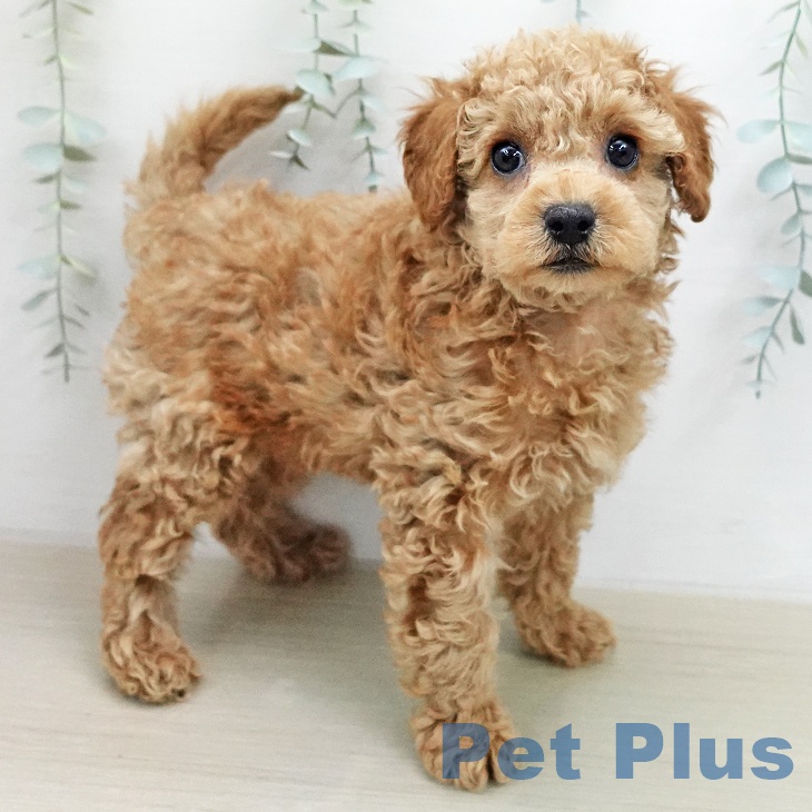 トイ・プードルの写真2