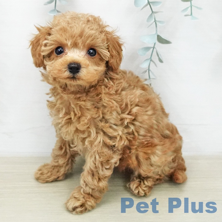 トイ・プードル