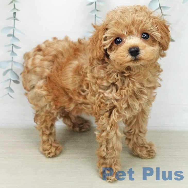 トイ・プードルの写真2