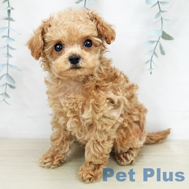 トイ・プードル