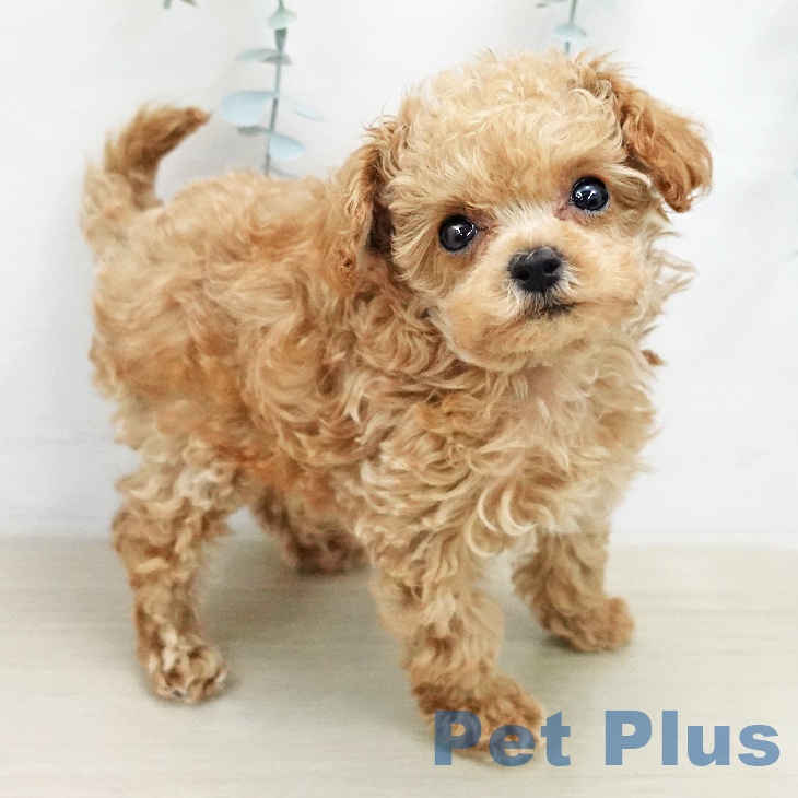 トイ・プードルの写真2