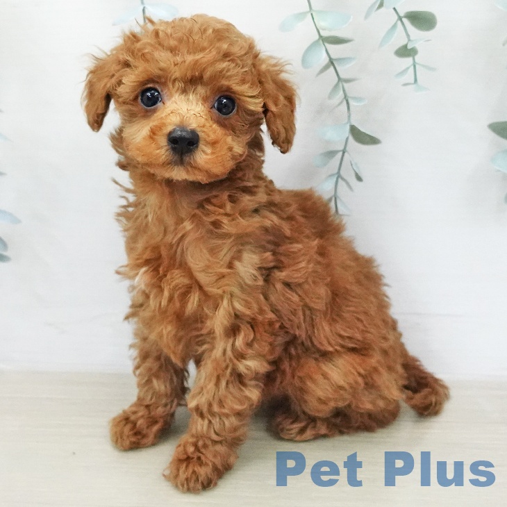 トイ・プードル