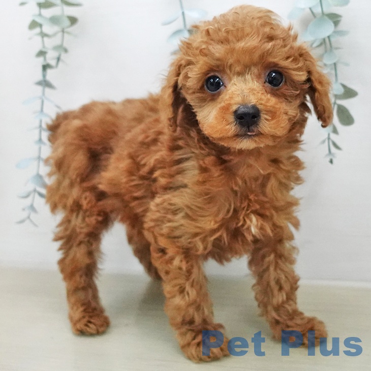 トイ・プードルの写真2