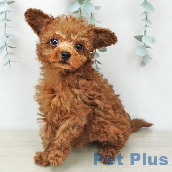 トイ・プードル