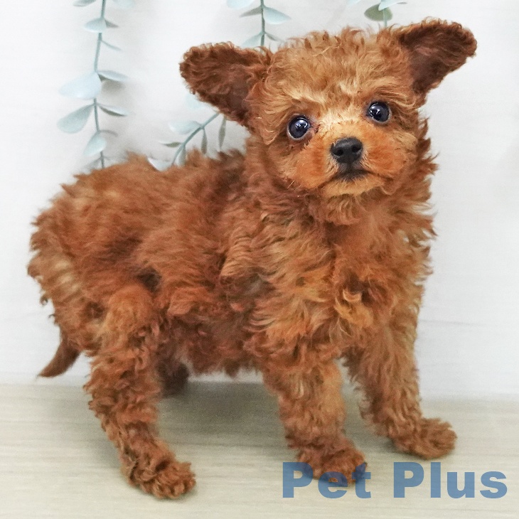 トイ・プードルの写真2