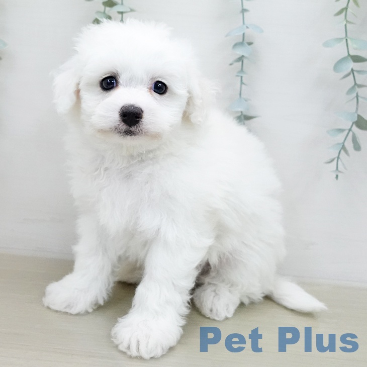 ビション・フリーゼ