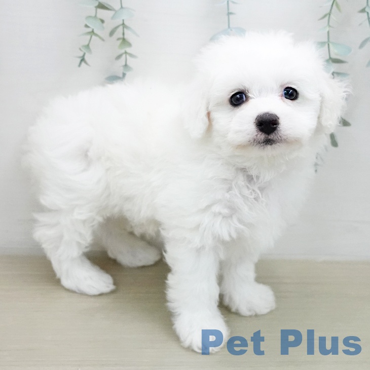 ビション・フリーゼの写真2