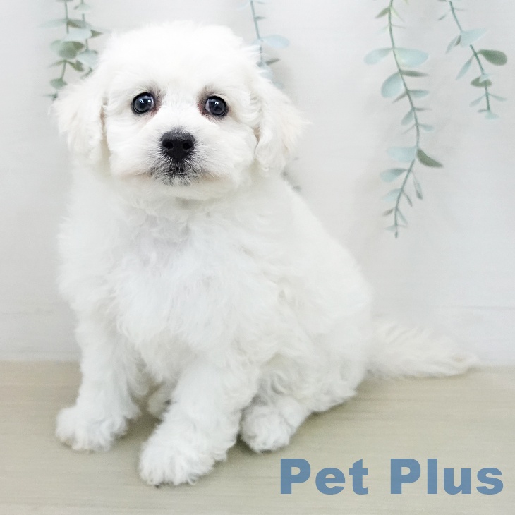 ビション・フリーゼ