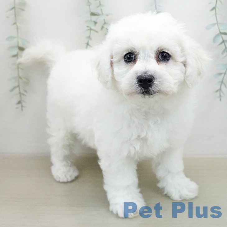 ビション・フリーゼの写真2