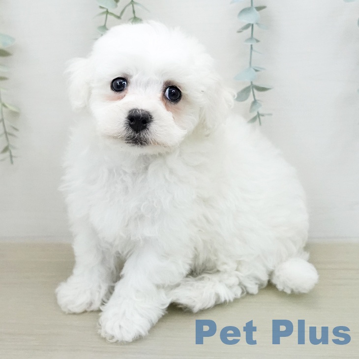 ビション・フリーゼ