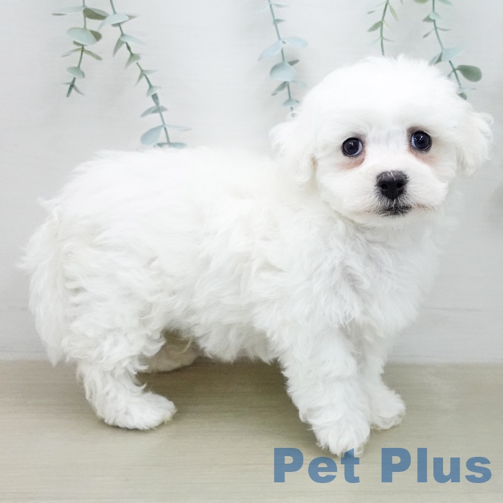 ビション・フリーゼの写真2