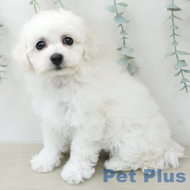 ビション・フリーゼ