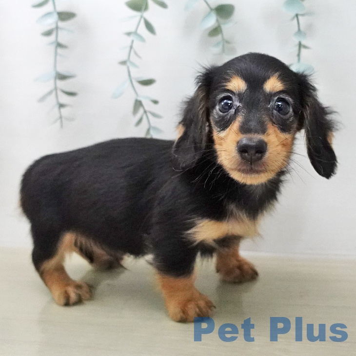 カニーンヘン・ダックスフンド