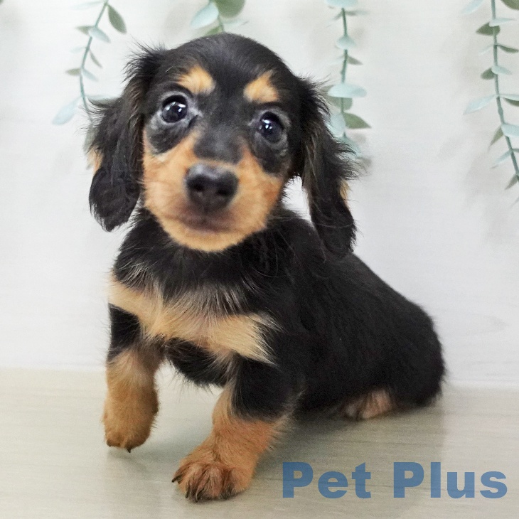 カニーンヘン・ダックスフンドの写真2