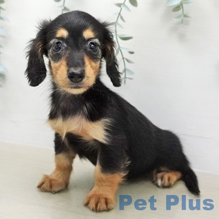 カニーンヘン・ダックスフンドの写真2