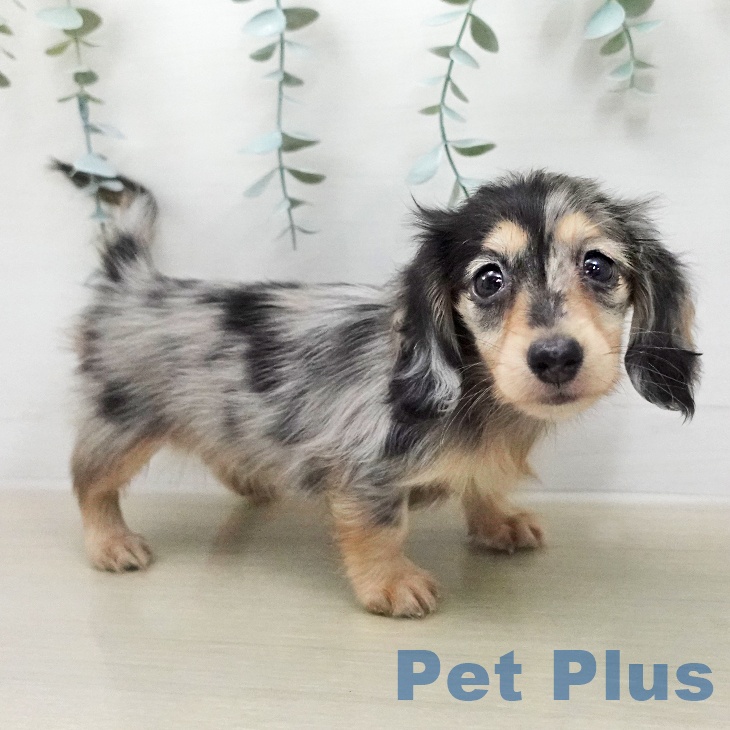 カニーンヘン・ダックスフンド