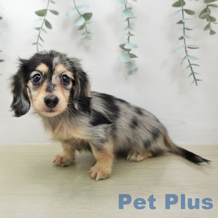 カニーンヘン・ダックスフンドの写真2