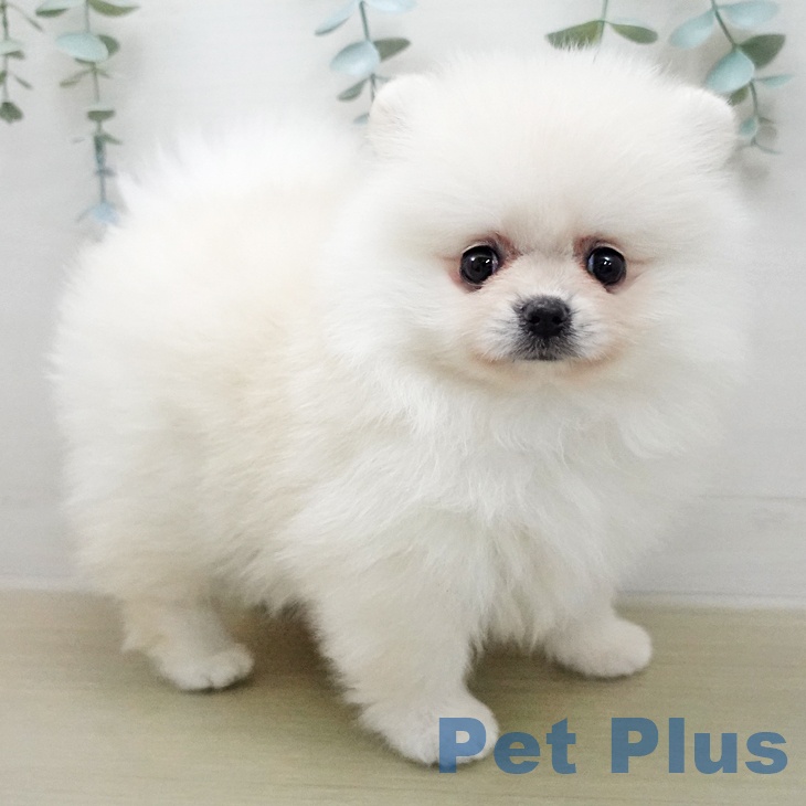 ポメラニアンの写真2