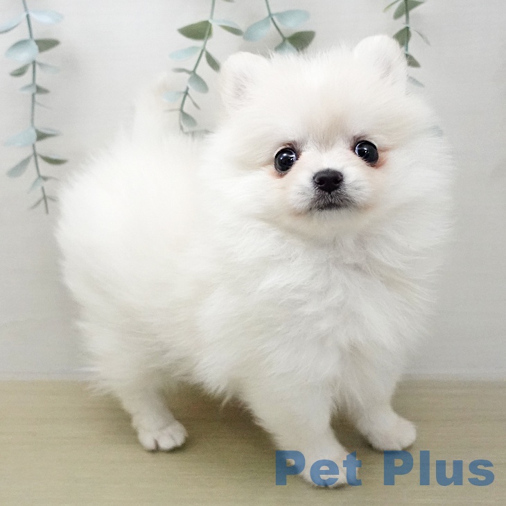 ポメラニアンの写真2