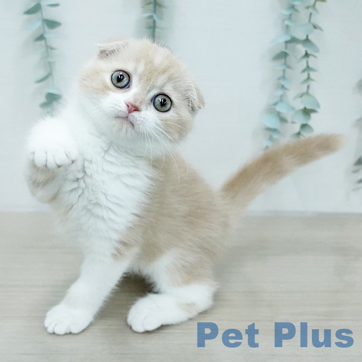 スコティッシュフォールド