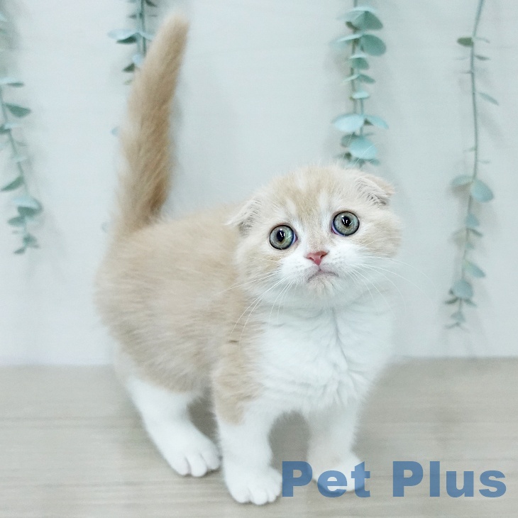 スコティッシュフォールドの写真2