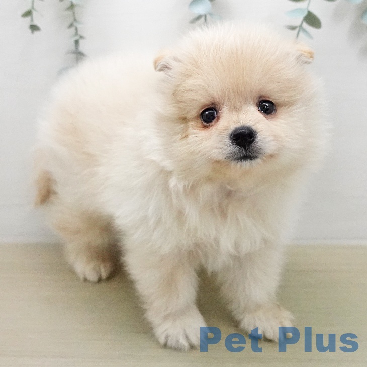 ポメラニアンの写真2