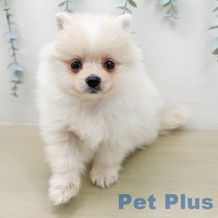 ポメラニアンの写真2