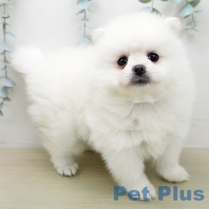 ポメラニアンの写真2