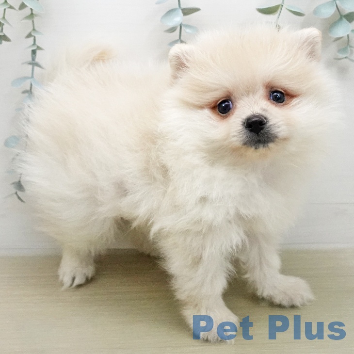 ポメラニアンの写真2