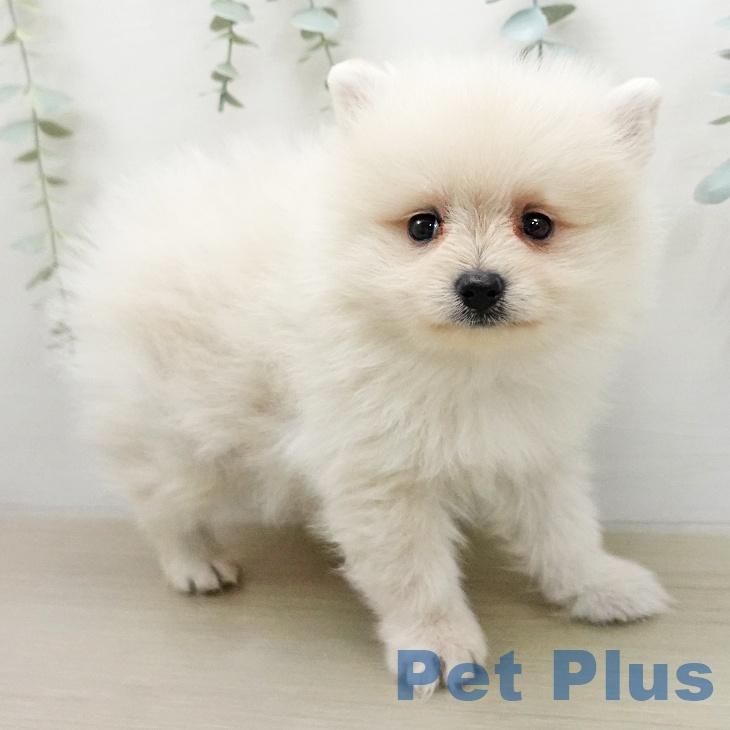 ポメラニアンの写真2
