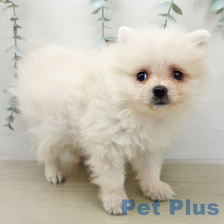 ポメラニアンの写真2