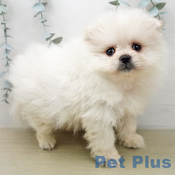 ポメラニアンの写真2