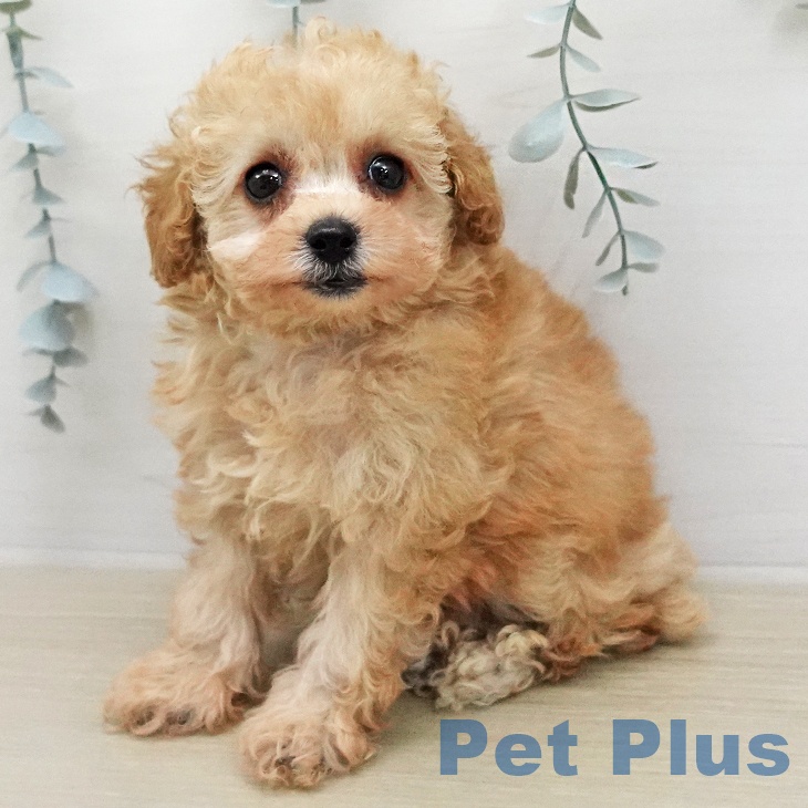 トイ・プードル