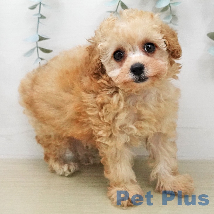 トイ・プードルの写真2