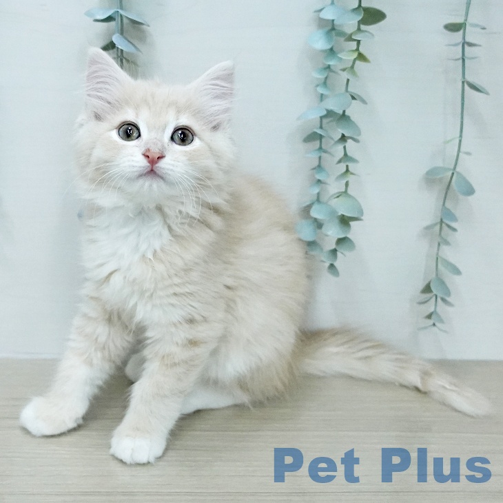 ノルウェージャンフォレストキャット